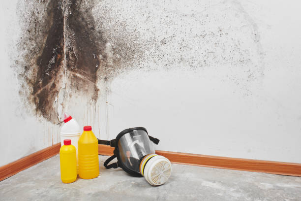 Best Mold Remediation  in Clearlake Oaks, CA