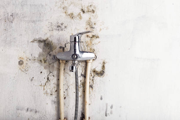 Best Professional Mold Removal  in Clearlake Oaks, CA