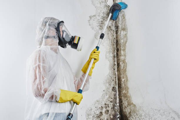 Best Local Mold Removal Service  in Clearlake Oaks, CA