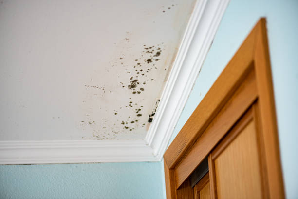 Best Crawl Space Mold Removal  in Clearlake Oaks, CA