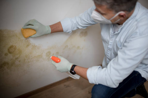 Best Mold Damage Repair  in Clearlake Oaks, CA