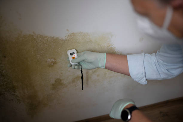 Best Fast Mold Removal  in Clearlake Oaks, CA