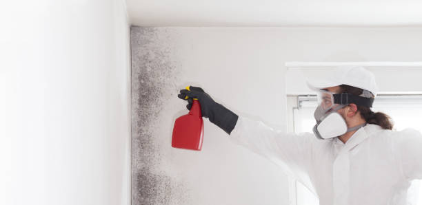 Best Home Mold Removal  in Clearlake Oaks, CA
