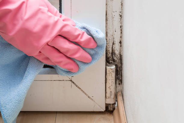 Best Fast Mold Removal  in Clearlake Oaks, CA